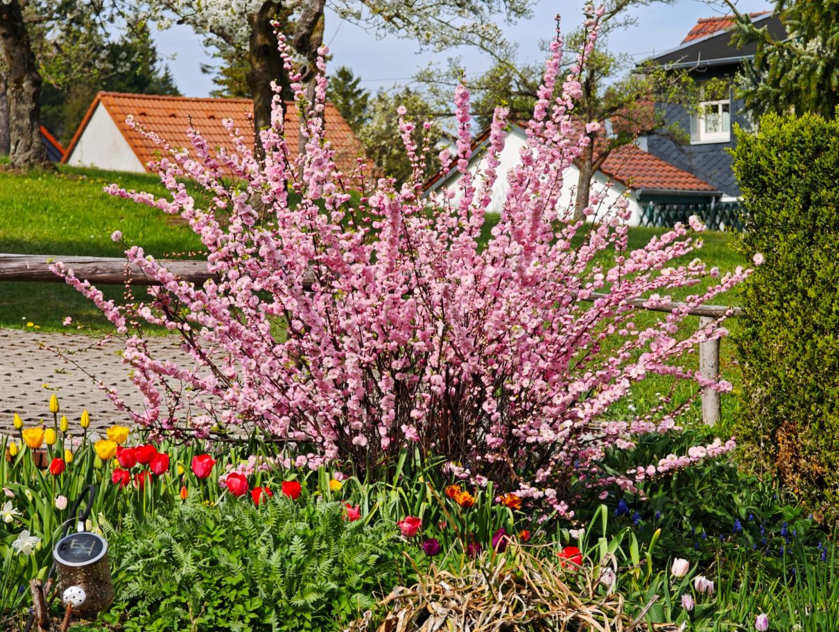 Mandelbaum Blüte im Frühjahr