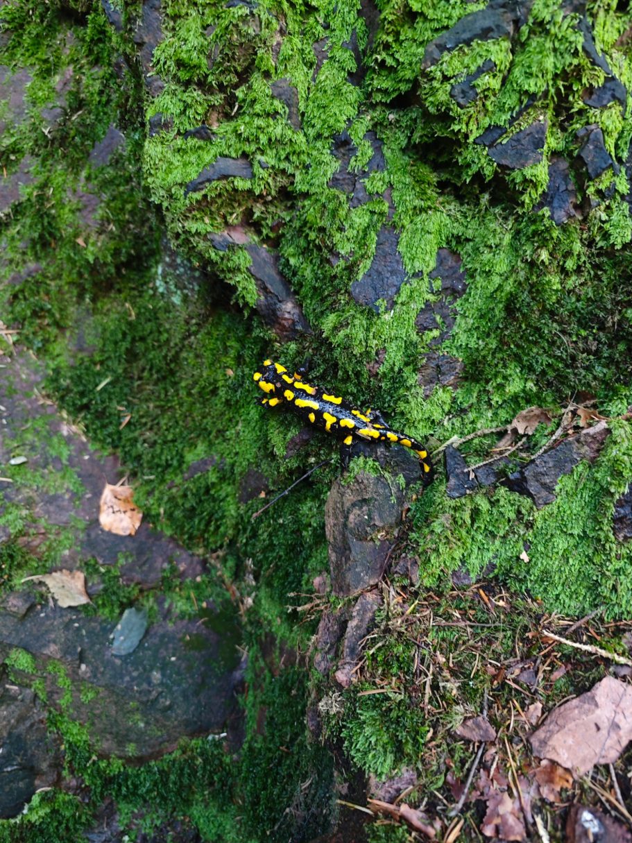 Ein Feuersalamander im Lauchagrund