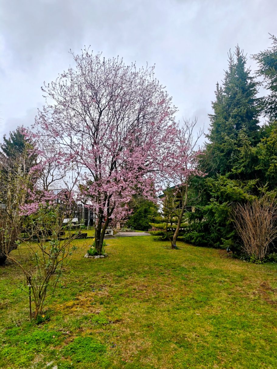 Pflaumenbaum Blüte im Frühjahr