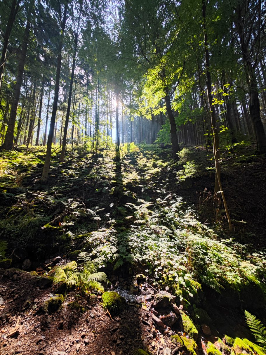 Blick vom Wanderweg im Lauchagrund